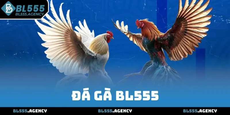 Đá Gà BL555 - Trận Đấu Kịch Tính, Cược Nhanh Thắng Lớn